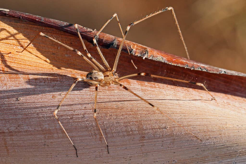 10 Spiders Crawling Around Fort Worth