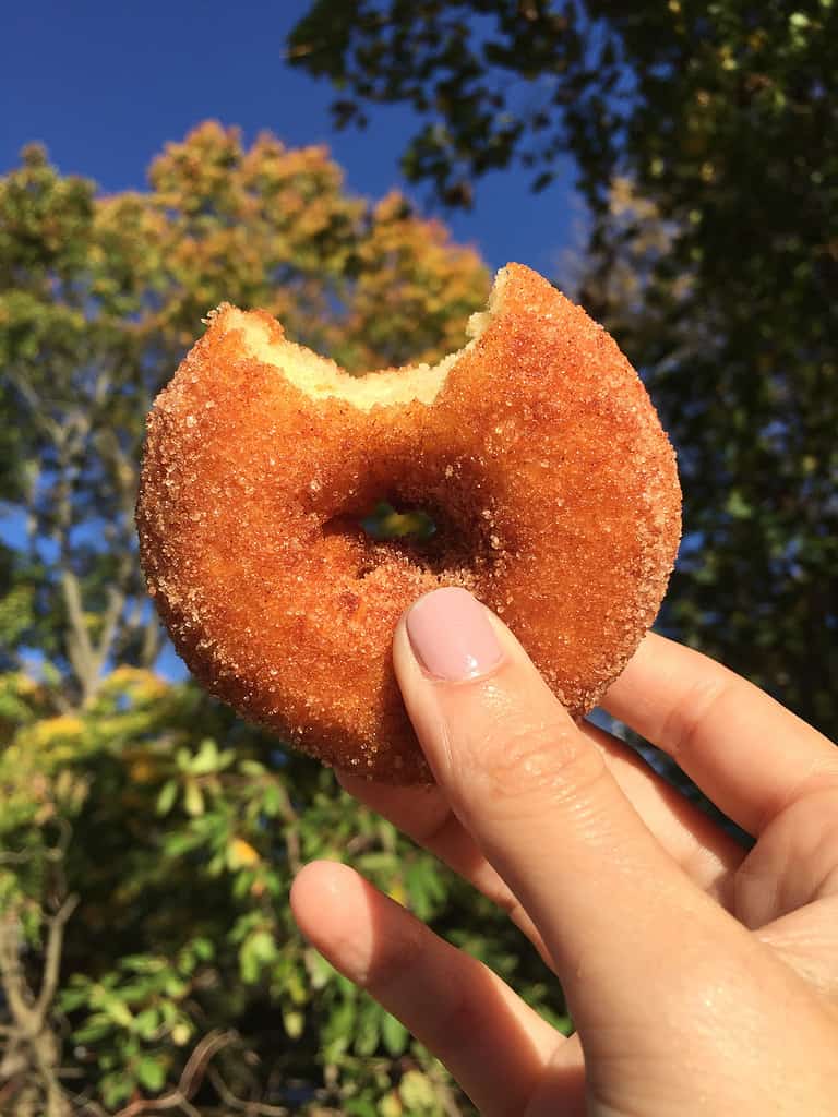 Apple Picking in Georgia: The 8 Best Orchards and Farms