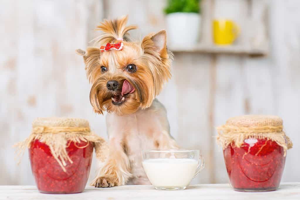 Are Yorkshire Terriers the Most Troublesome Dogs? 21 Common Complaints About Them 