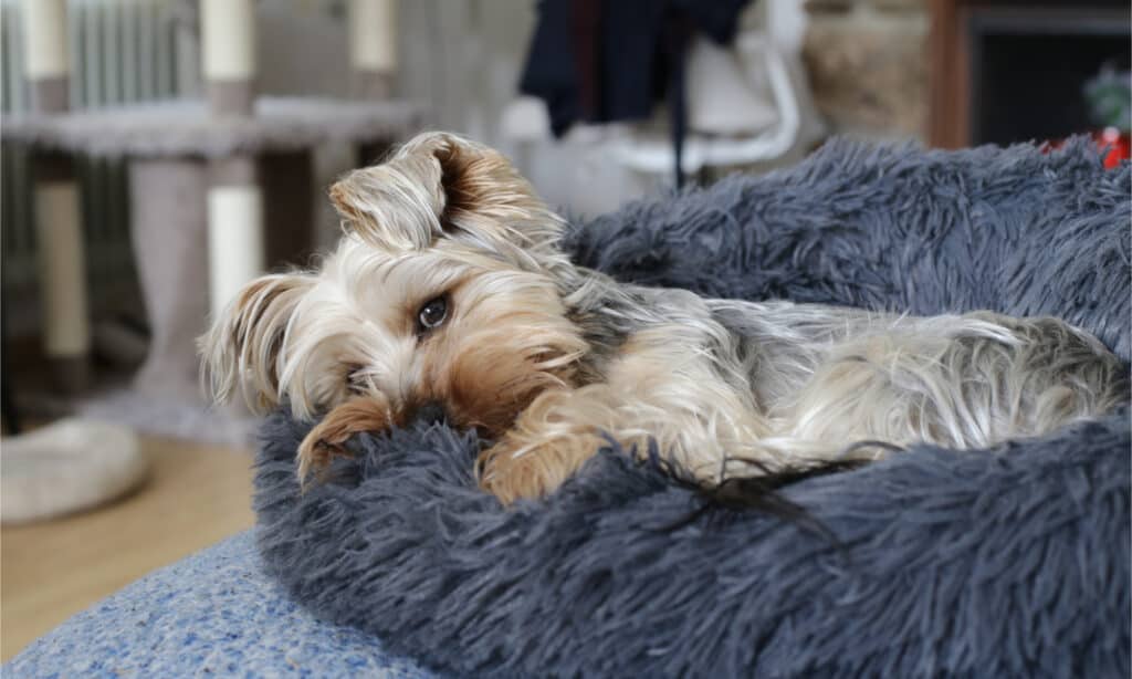 Are Yorkshire Terriers the Most Troublesome Dogs? 21 Common Complaints About Them 