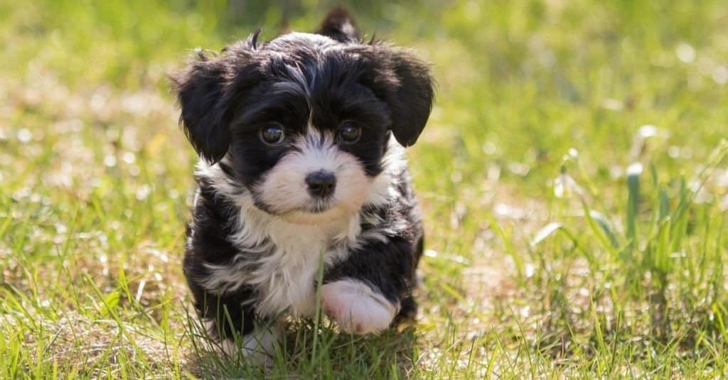 Havanese Progression: Growth, Milestones, and Training Tips