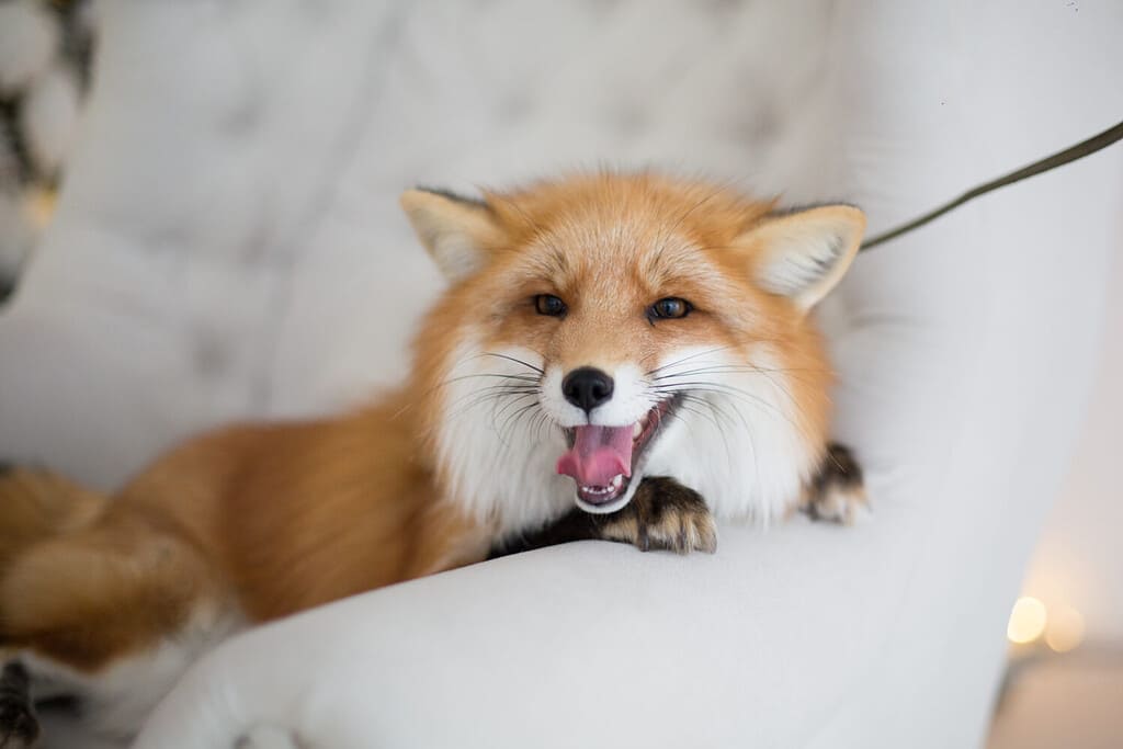 15  Sounds Foxes Make and What Each Means