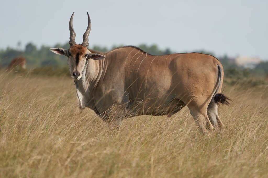 The Complete List of 57 African Animals With Horns