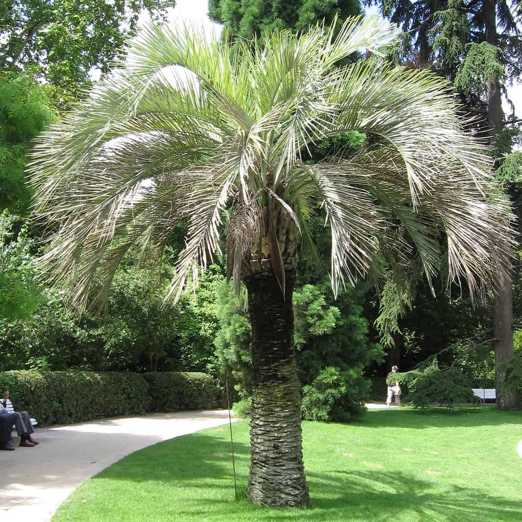 12 Amazing Types of Palm Trees You'll See in South Carolina