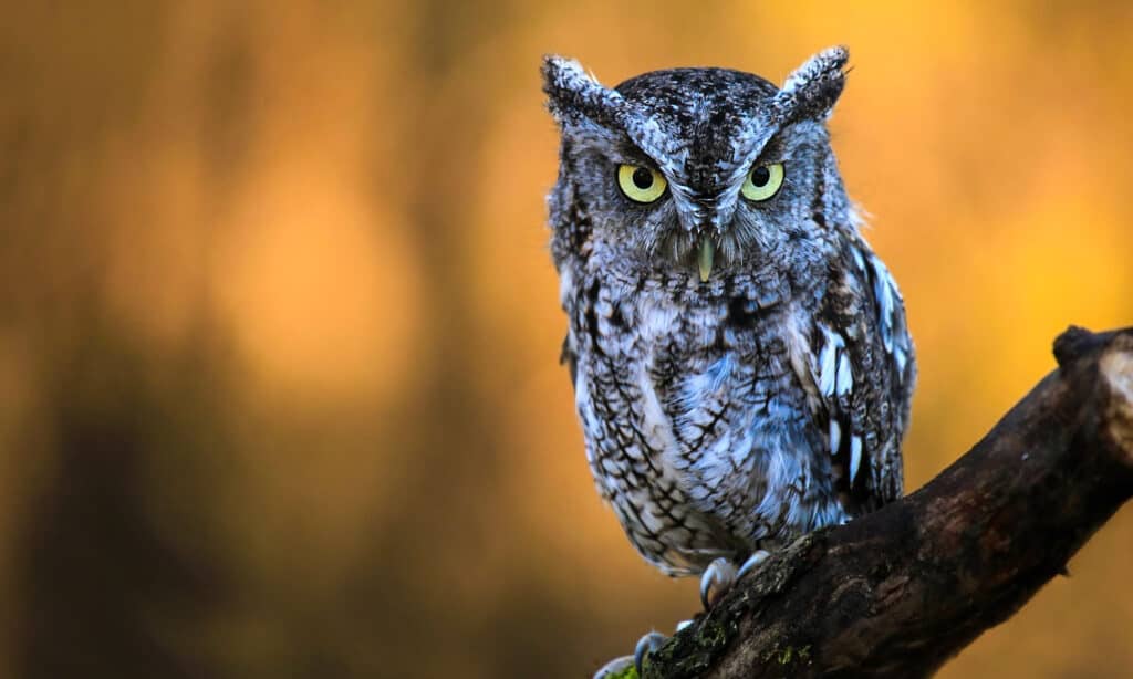 Discover 11 Types of Owls in Florida (From Rarest to Most Common)