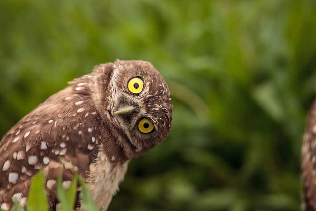 Discover 11 Types of Owls in Florida (From Rarest to Most Common)