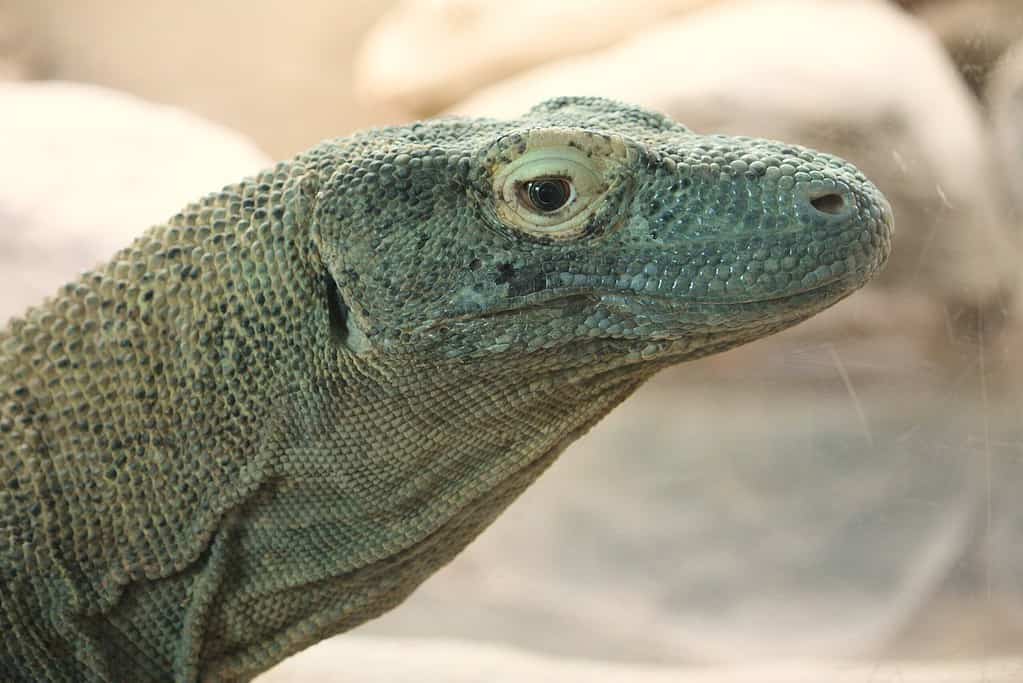 Discover 42 Amazing Zoos Where You Can See Komodo Dragons