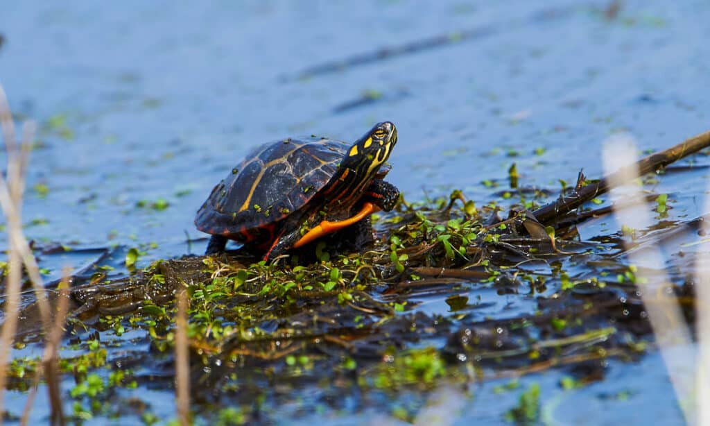 Discover 12 Creatures Living in Lake Michigan... Are Any Dangerous?