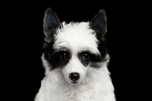 Explore the Best 25  Black And White Dog Names