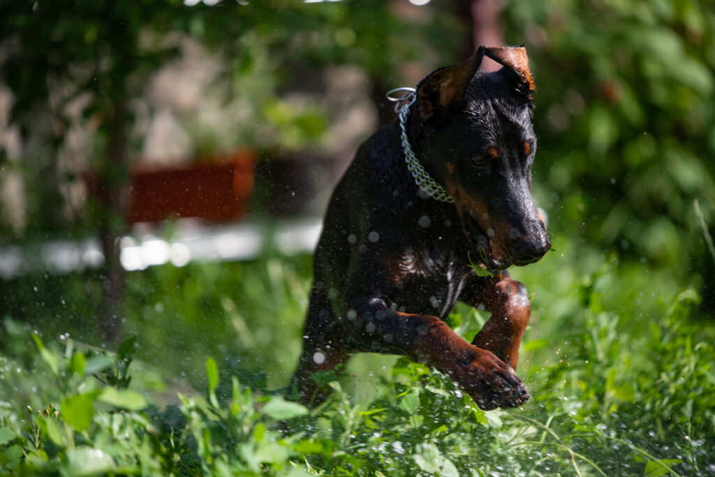 Doberman Pinscher Progression: Growth Chart, Milestones, and Training Tips