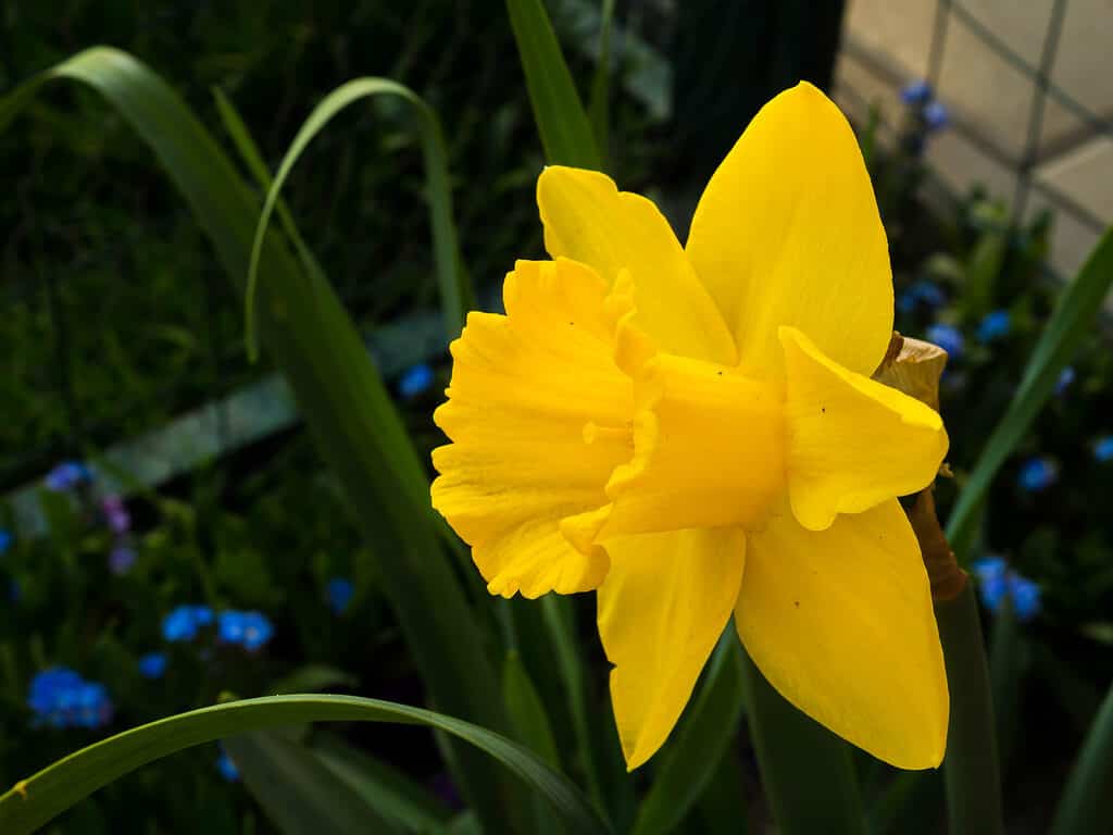 Daffodil Flowers: Meaning, Symbolism, and Proper Occasions