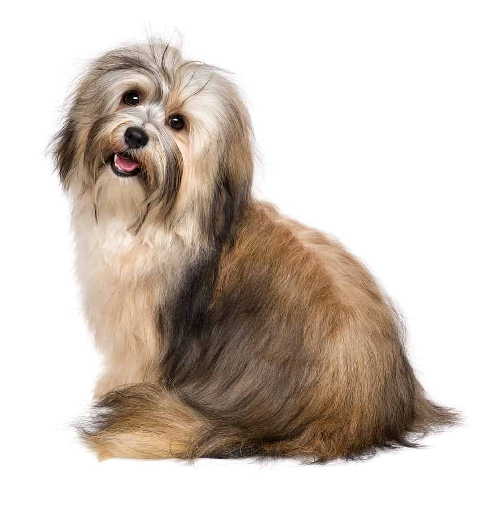 Havanese Progression: Growth, Milestones, and Training Tips