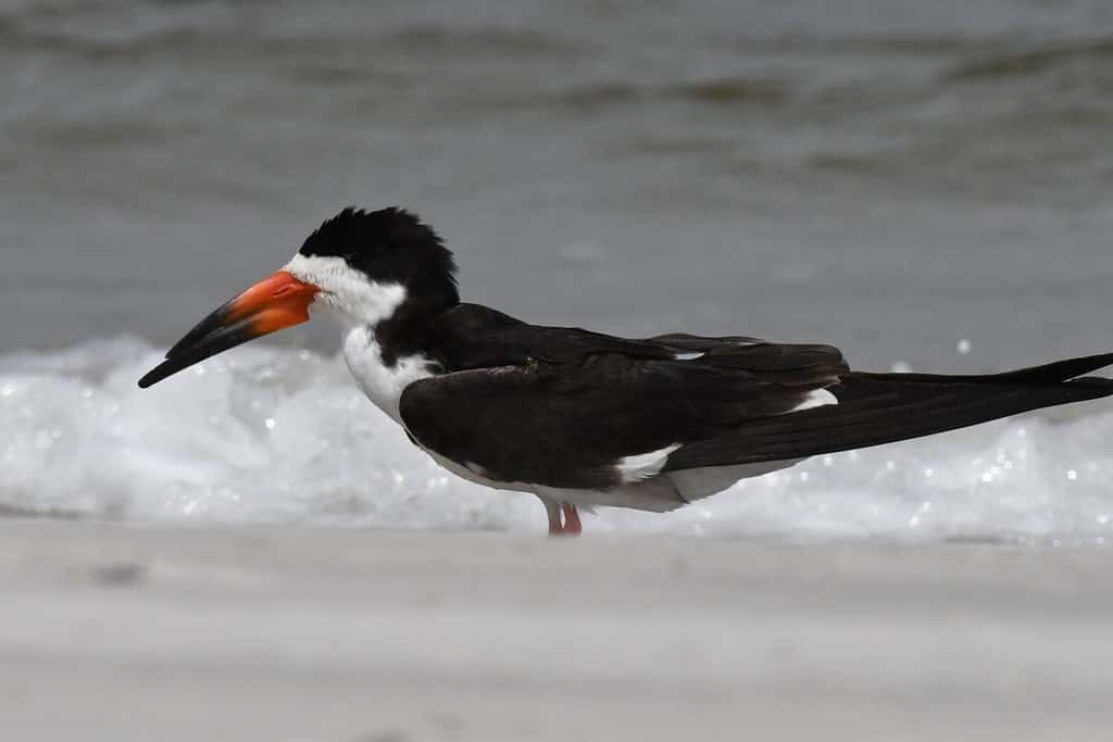 Birds with Red Beaks: 20 Species With This Unique Marking