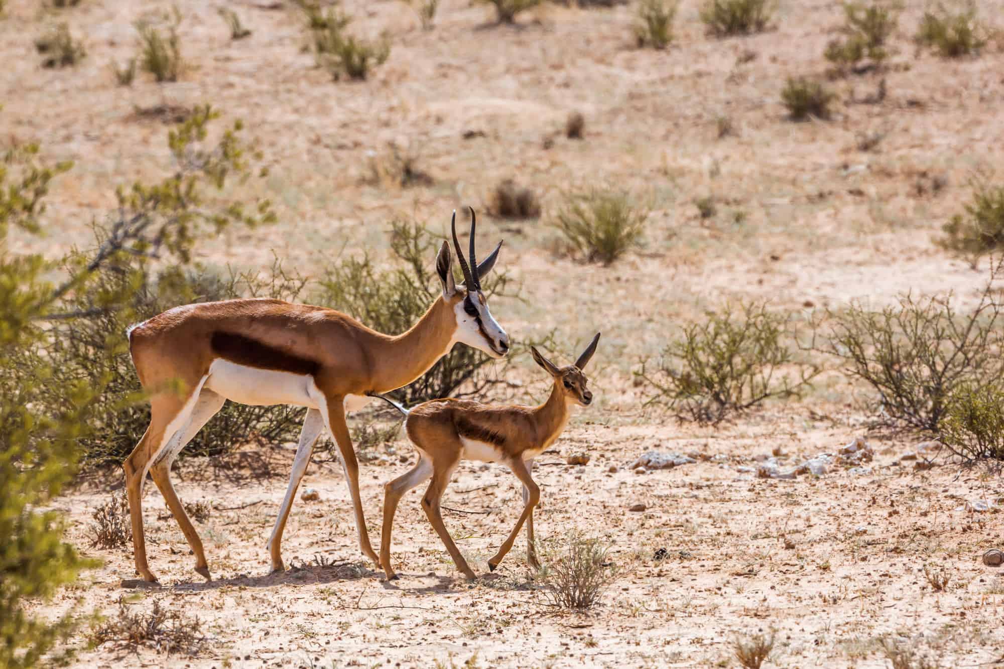 The Complete List of 57 African Animals With Horns