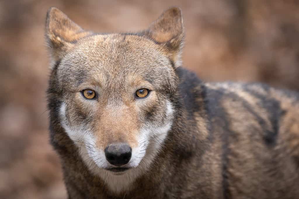 Discover the Largest Natural Habitat Zoo in the World