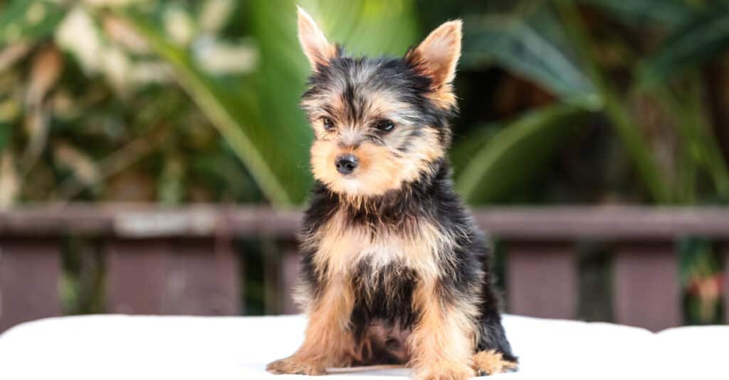 Are Yorkshire Terriers the Most Troublesome Dogs? 21 Common Complaints About Them 