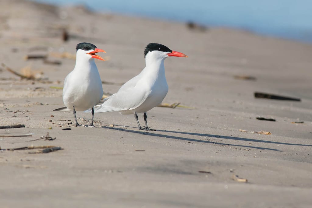 Birds with Red Beaks: 20 Species With This Unique Marking