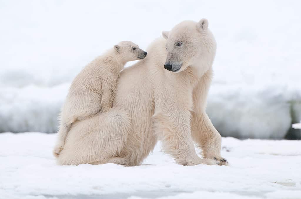 Discover the Largest Natural Habitat Zoo in the World