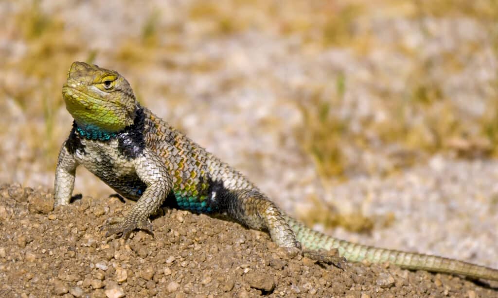 Discover the 3 Largest and Most Important Deserts in California