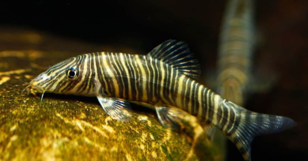 The 5 Best Freshwater Fish That Love Eating Snails