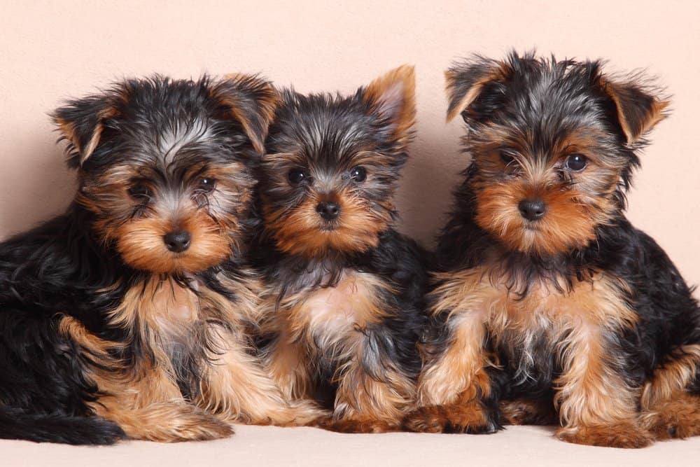 Are Yorkshire Terriers the Most Troublesome Dogs? 21 Common Complaints About Them 