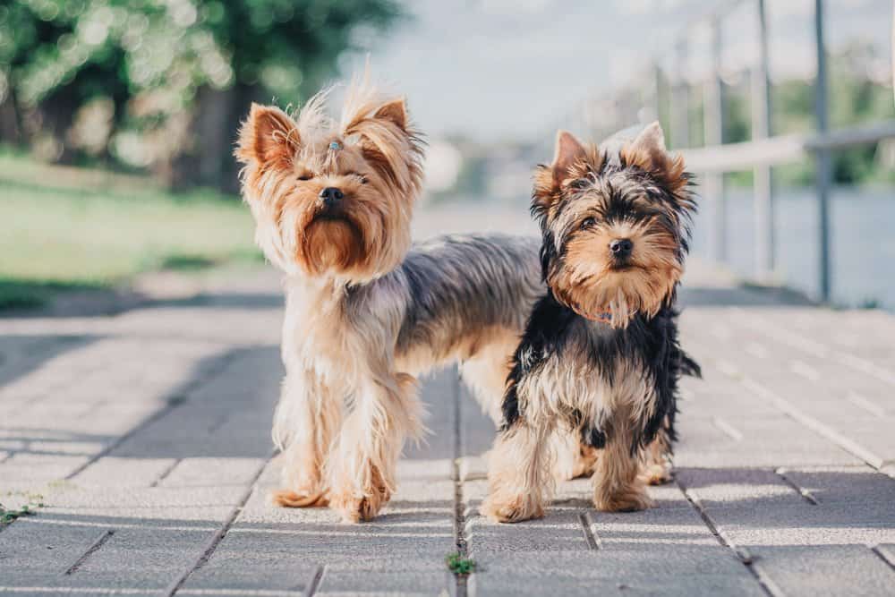 Are Yorkshire Terriers the Most Troublesome Dogs? 21 Common Complaints About Them 