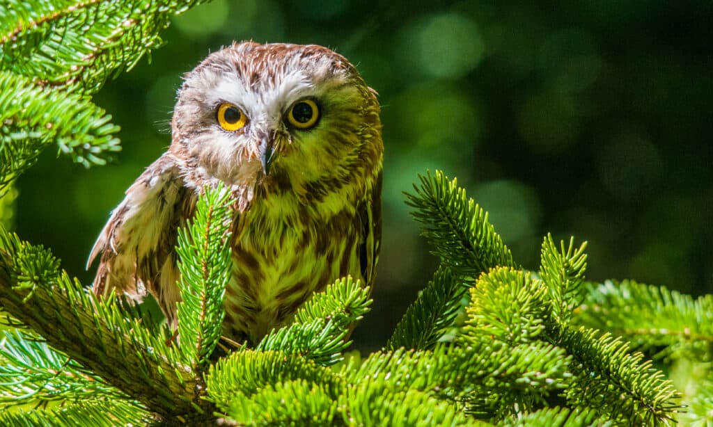 Discover 11 Types of Owls in Florida (From Rarest to Most Common)