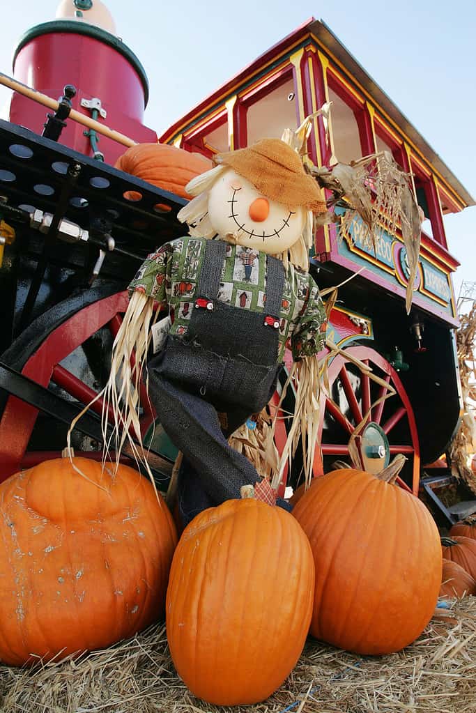 Explore the 6 Best Pumpkin Patches in Iowa To Embrace The Fall Season