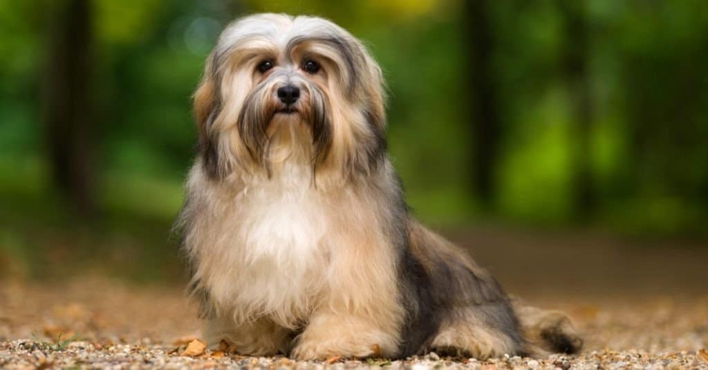 Havanese Progression: Growth, Milestones, and Training Tips