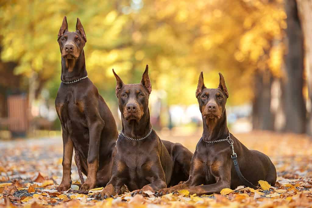 Doberman Pinscher Progression: Growth Chart, Milestones, and Training Tips