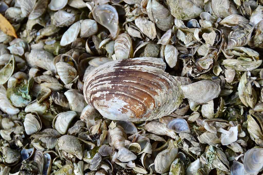 Discover 12 Creatures Living in Lake Michigan... Are Any Dangerous?