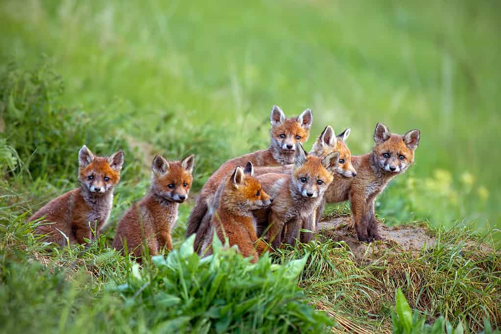 15  Sounds Foxes Make and What Each Means