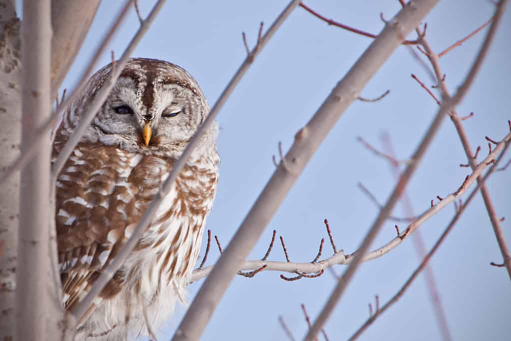 15 Owls That Live in California (and Where You're Likely to See Them)