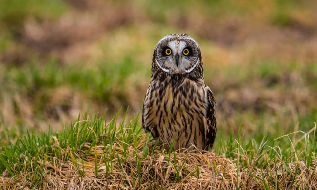 15 Owls That Live in California (and Where You're Likely to See Them)