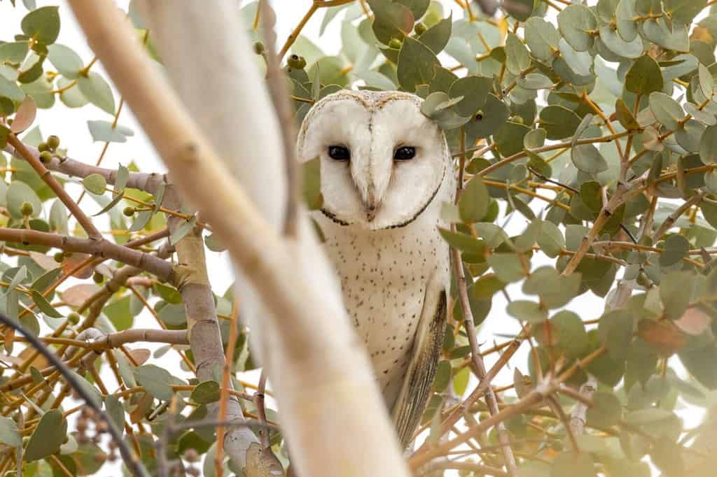 15 Owls That Live in California (and Where You're Likely to See Them)