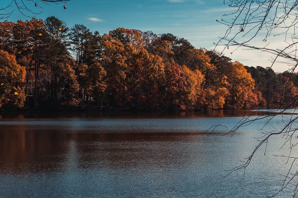 Discover The 7 Largest Alligators Ever Found in Georgia