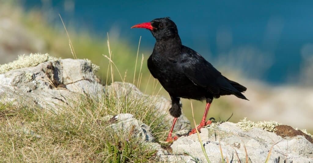 Birds with Red Beaks: 20 Species With This Unique Marking