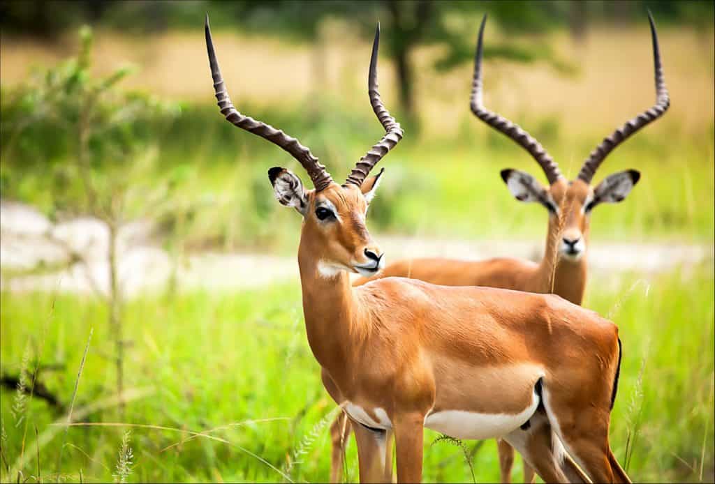 The Complete List of 57 African Animals With Horns