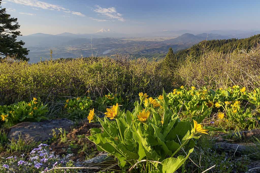 Pacific Crest Trail in Oregon: 10 Facts You Didn’t Know