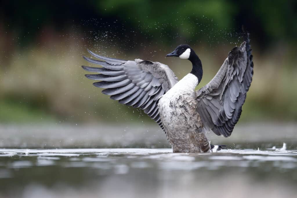 Where Do Geese Nest?