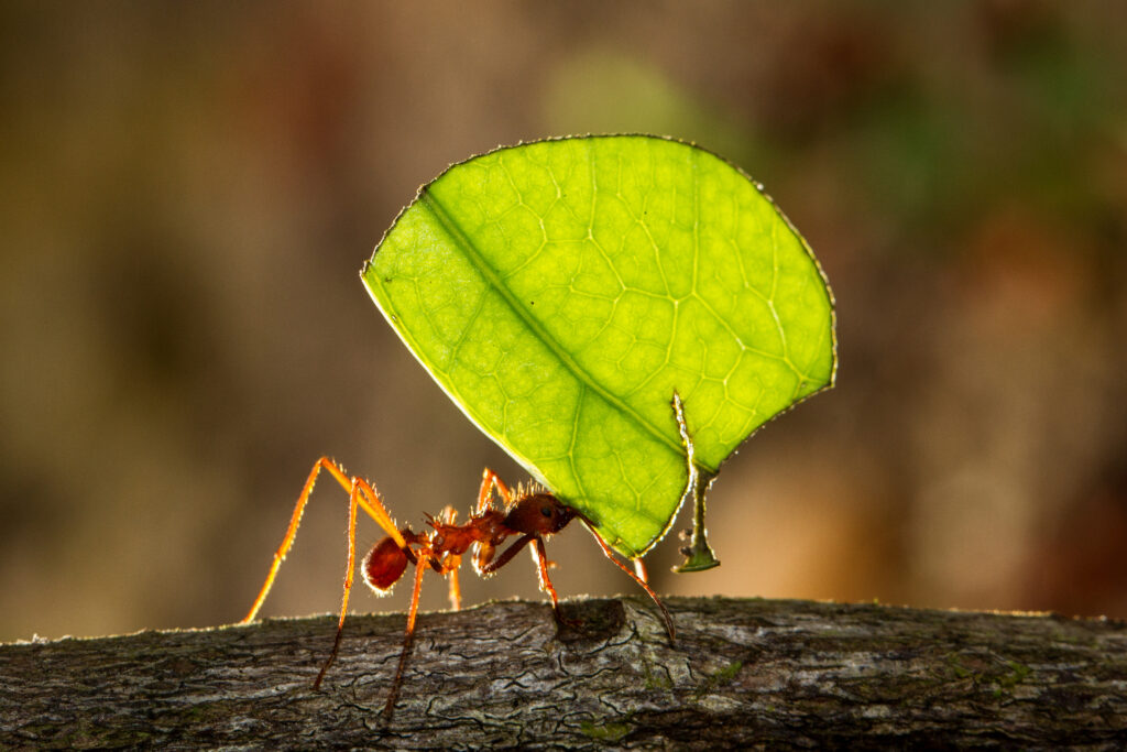 Meet 10 of the Smartest and Most Clever Insects on the Planet