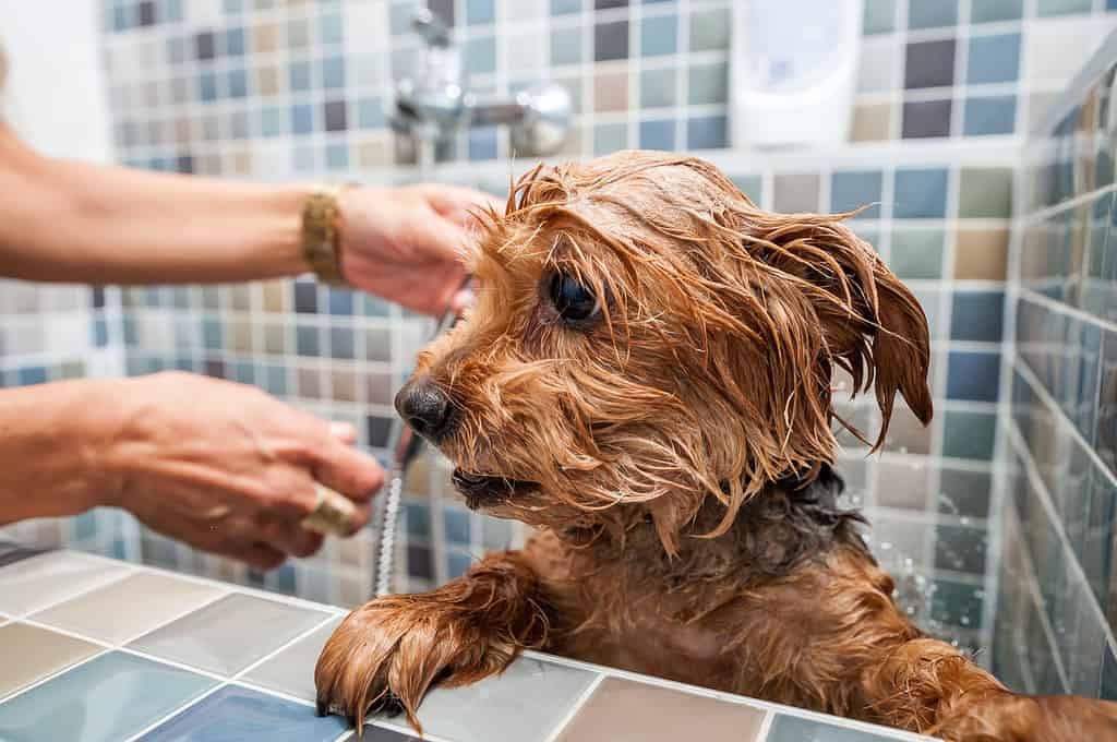 Are Yorkshire Terriers the Most Troublesome Dogs? 21 Common Complaints About Them 