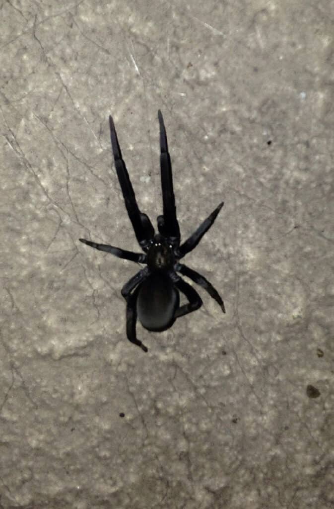 10 Spiders Crawling Around Fort Worth