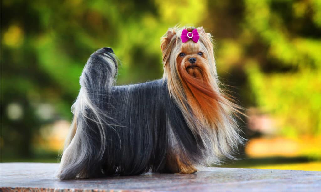 Are Yorkshire Terriers the Most Troublesome Dogs? 21 Common Complaints About Them 