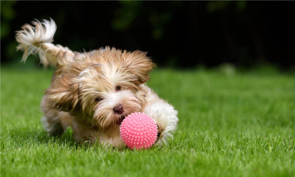 Havanese Progression: Growth, Milestones, and Training Tips