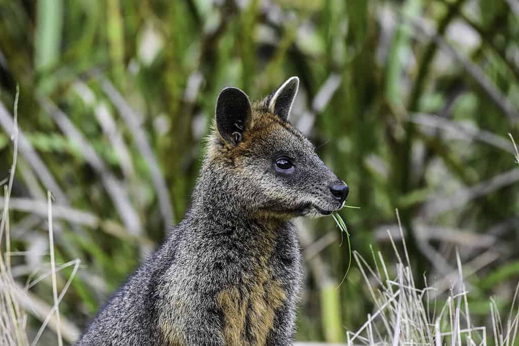 10  Must-Visit Islands in Australia (From Popular Spots to Hidden Gems)