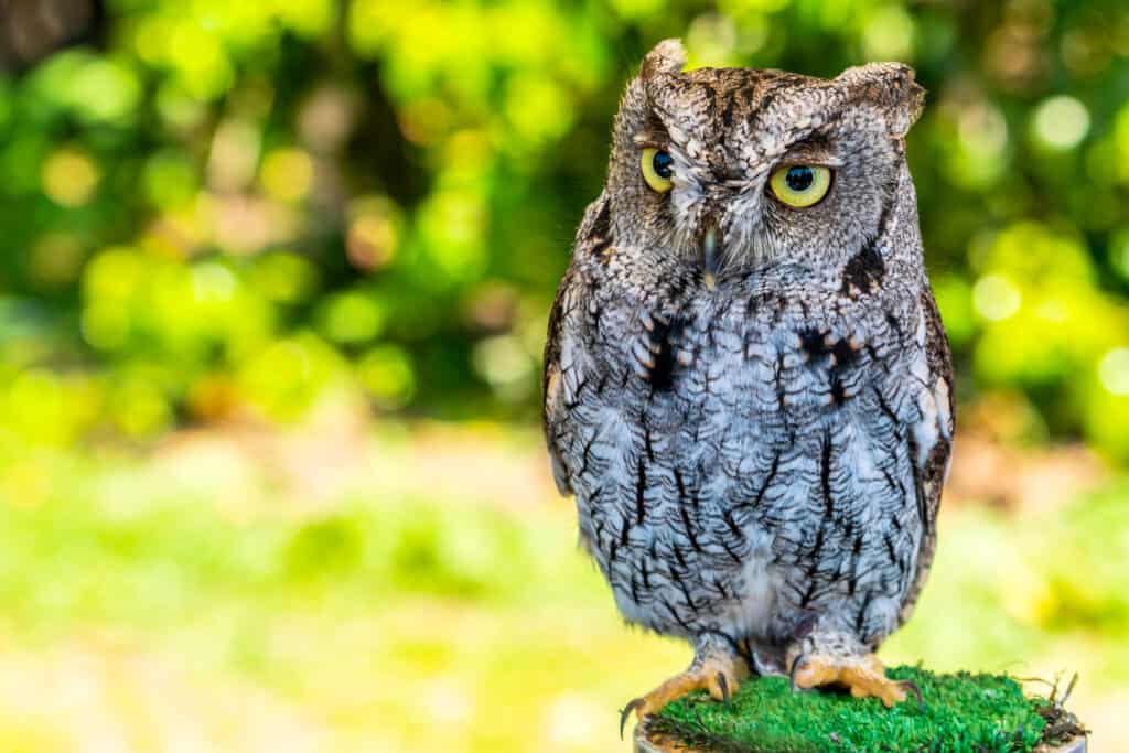 15 Owls That Live in California (and Where You're Likely to See Them)