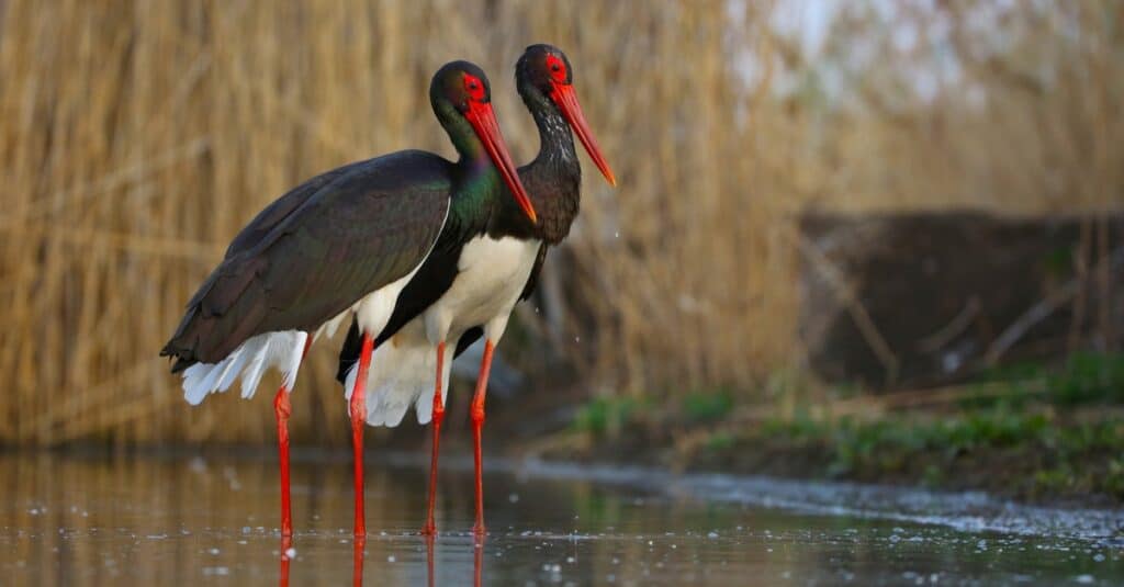 Birds with Red Beaks: 20 Species With This Unique Marking