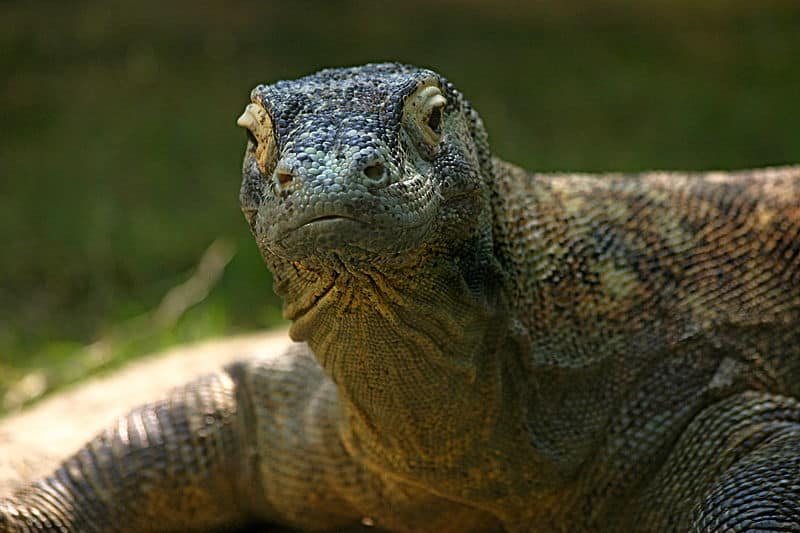 Discover 42 Amazing Zoos Where You Can See Komodo Dragons