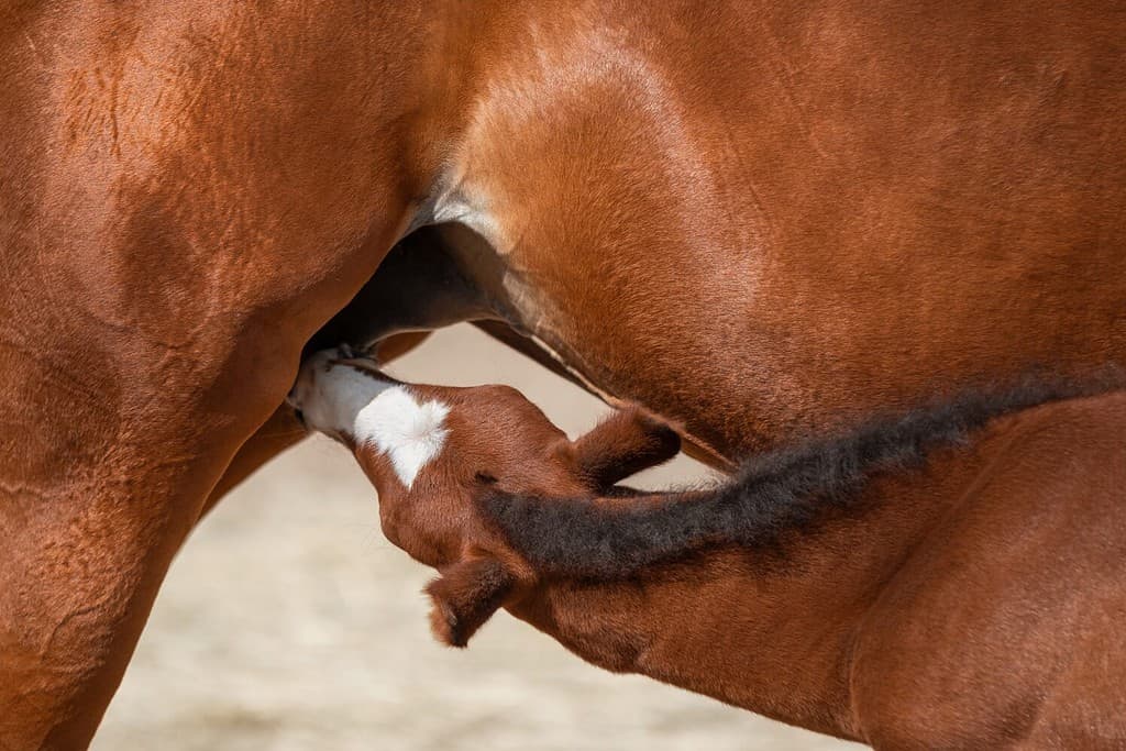 Male vs Female Horses: 5 Key Differences